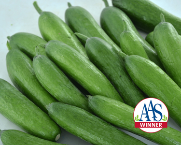 Green Light Hybrid Cucumber Seeds